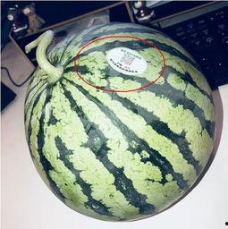 湖北网红吃瓜,揭秘网络热点的背后故事